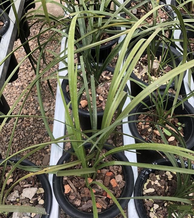 喜欢野生:如何区分野生珍贵兰花与普通兰花?