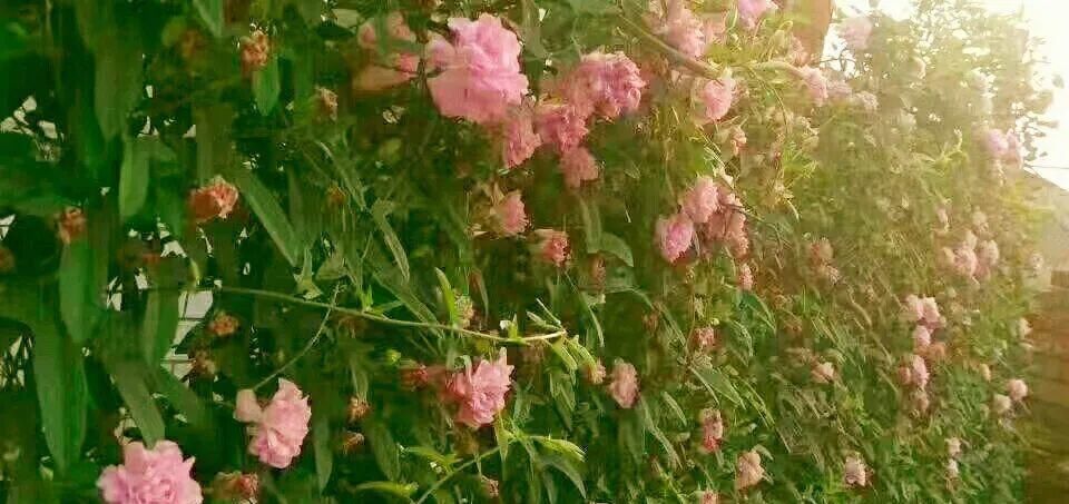  【慎养】这花要慎养，每年砍掉3麻袋，照样蹭蹭长！