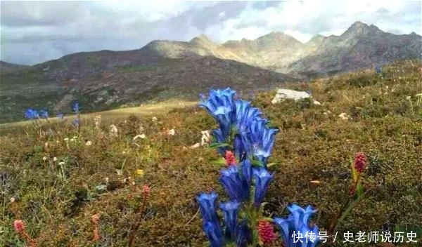  「花名」花名以“龙胆”命名，开花特漂亮，李时珍说它“定五脏杀虫毒”