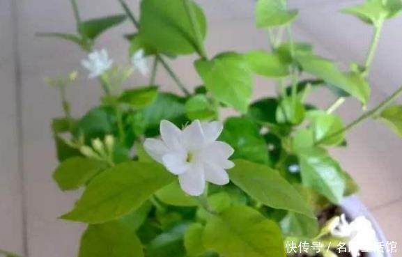 『茉莉花』阳台养这三种“懒人花”,扔上面不用管让它自己晒太阳,花爆满盆