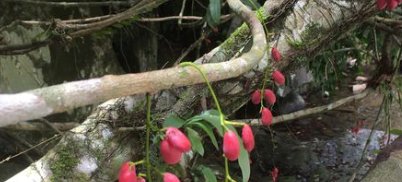  研究发现@这种野生物，若遇见请您管好自己的手别破坏，它好稀罕