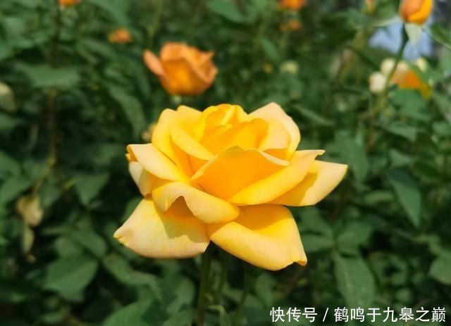 『城市』月季花开 骑行悠哉