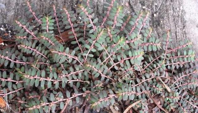  「蜈蚣」农地里，1种杂草奇特，枝条像“蜈蚣”，人称“千根草”