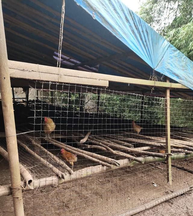 下雨以后@土鸡养殖,预防鸡群踩踏死亡的问题,养殖户需要从场地建设开始