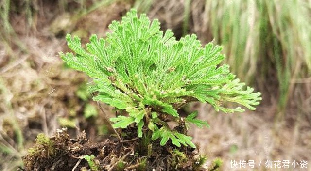  [人称]人称“九死还魂草”，生命力强，且价值珍贵，农村见到，