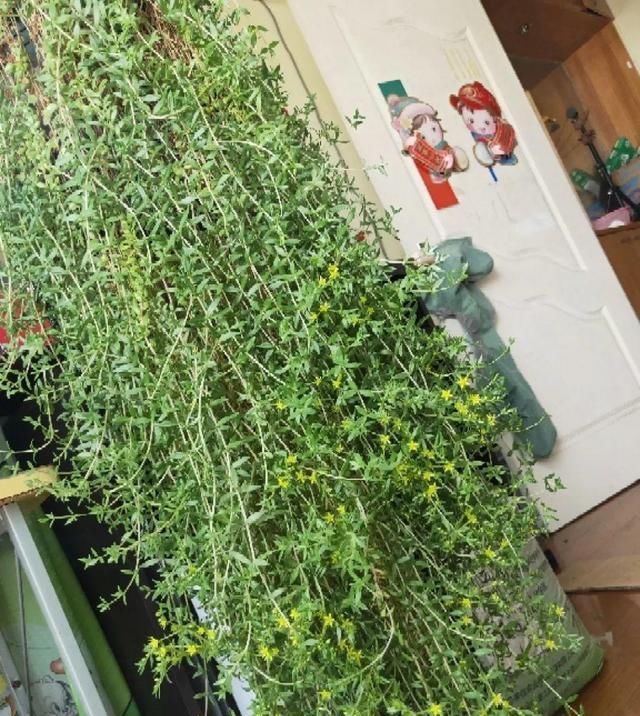  [窜成]18种花，挂窗台窜成绿窗帘，天热了遮阴真凉快！