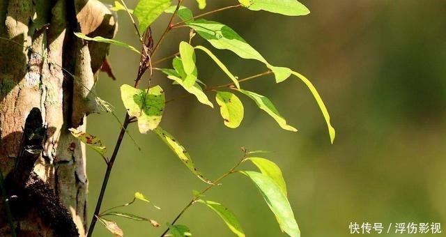 澳大利亚发生火灾的地方