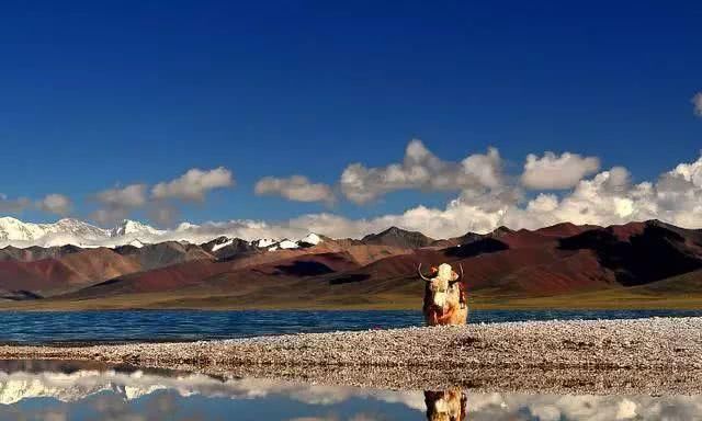 为何去西藏旅游时,导游反复叮嘱:无论多脏都最好不要洗澡