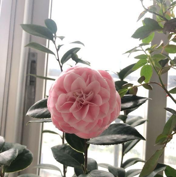 『磷酸二氢钾』茶花开败,咔嚓来两刀,喂点“营养水”,20天又开一茬