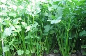 『七彩辣椒』6种菜养阳台,长势快、结果多,吃完一茬又一茬,够全家吃