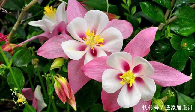  「妩媚」此花花色形状特别独特，花色艳丽，长势茂盛，养护容易，妖娆妩媚