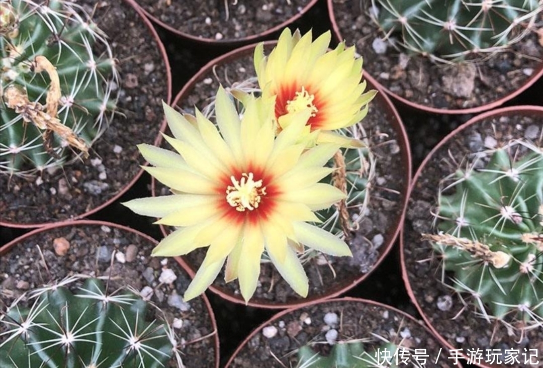 「美艳」家里养4种仙人球,很容易就能开花,花朵美艳