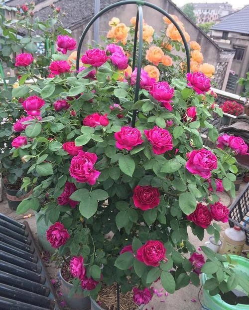  「花苞」家养这四款“开花机器”，花量大花色艳，枝头窜满花苞