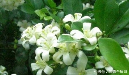  『养花』家中不要乱养花，此花号称“天下第一香”，阳台种两盆，满屋飘香