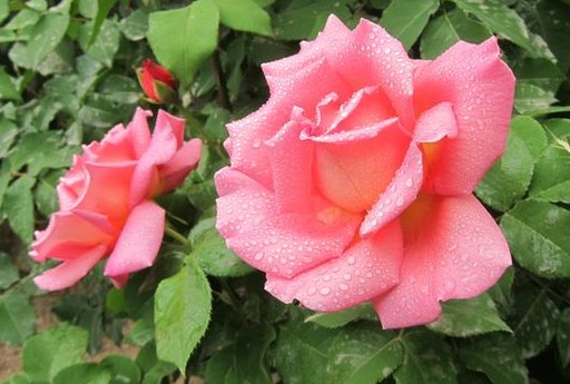 懒人@客厅养上“4种花”,空气清新、旺财又养人,懒人都能养“爆盆”
