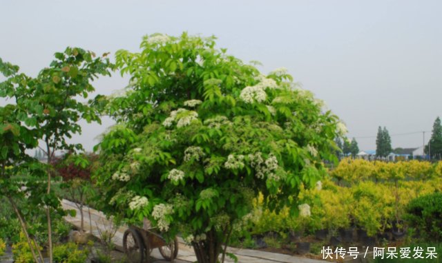 农村这种常见的接骨木，老一辈人都视之如宝，树枝泡酒非常好用