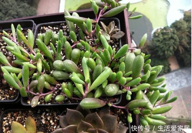  [箱养]一周长出五片叶，紫玄月“挂着养”，长到2米只能放在泡沫箱养