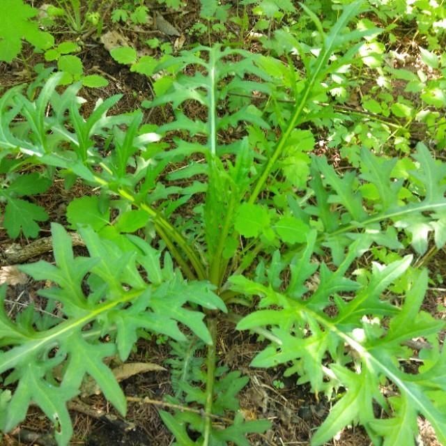 「山野菜」东北大山里的山野菜,你见过的有几种,能说出来吗