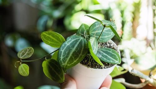  「矮小」这些小清新的微型盆栽，植株矮小，还特别耐阴，适合养在桌面上