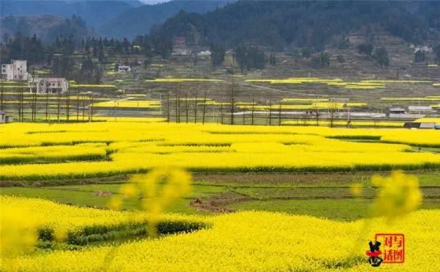  油菜花：一不小心，贵州黄平把春天打翻了