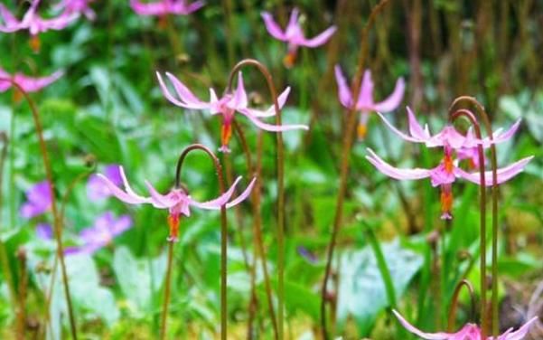  猪牙花@又一个被名字耽误的好花！花朵一个比一个好看，养一盆至少活十年