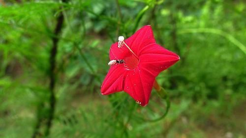 「大花天竺葵」喜欢菊花,不如养草本仙丹花,玲珑可爱,格外高贵!