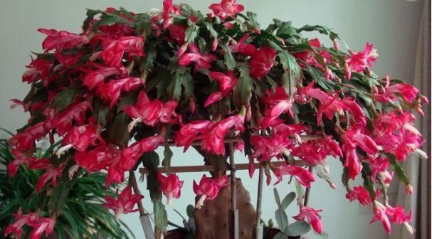  『蟹爪兰』这“3种”花，一旦开花“200天”，不需花钱就能养，插1根活1盆！