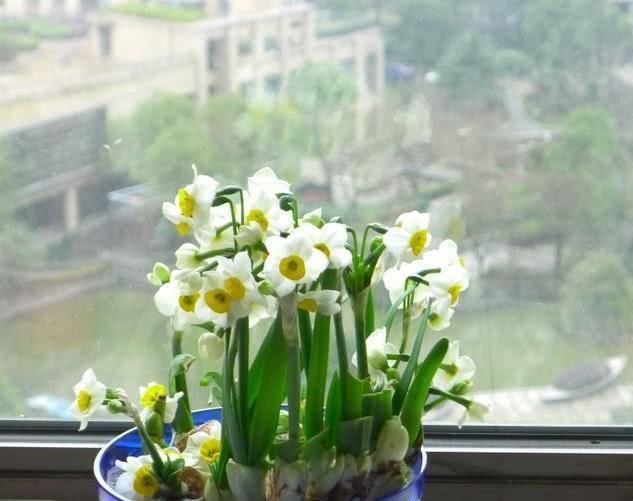  水仙花|误食水仙花幼苗怎么办？