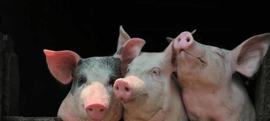 美国为什么能成为“养猪第一强国”? 看看人家的猪粪就知道了