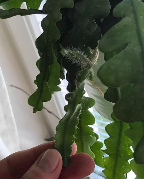  #特大#锯齿昙花好养好开花，有不同的花色，养窗台边花朵开得特大