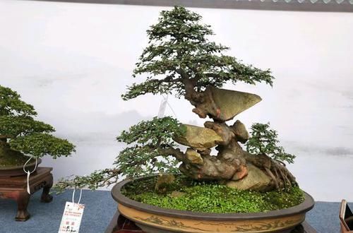  『想学』想学做盆景，这些基础要打牢，要不然多走很多弯路，做盆景不简单