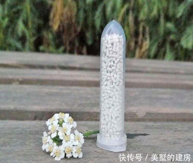 绿植|介壳虫成灾?别担心,这些方法轻松治愈你心爱的绿植!