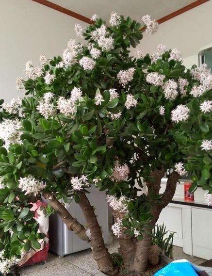 『十足』3种普通花,养花高手才能养开花,开花仙气十足,福气自然来