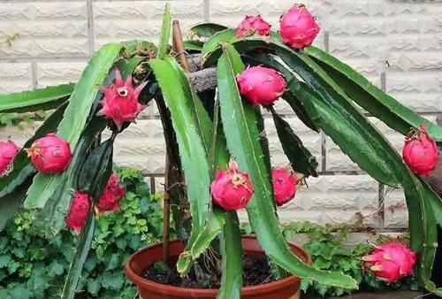  [吃不完]3种“水果籽”别扔，埋花盆，10天就发芽，久了，结果全家吃不完