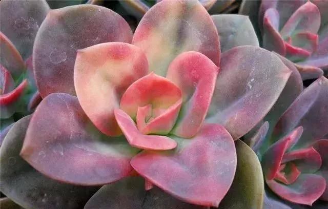  「植物」多肉植物油彩莲怎么养？简单教你养出好状态！