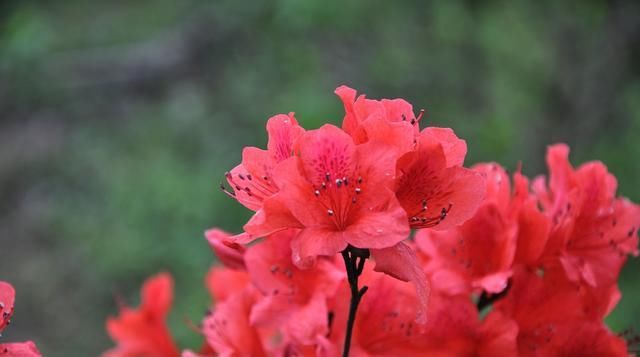  「艳丽」养护“杜鹃花”，做对这3个方法，枝叶繁茂花色艳丽讨人爱