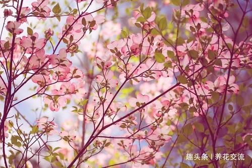  「长达」观赏性特别好的山茱萸观赏花树，果期长达三个多月
