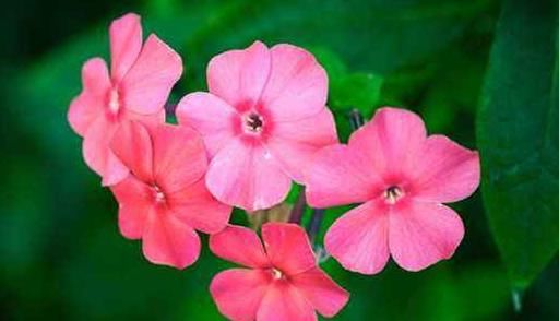  『小花』夏天阳台，就养这几款小花，比兰花还香，全年开花，花色烂漫迷人
