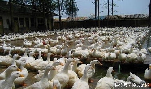 怎么电视里的农民干啥都能致富，自己弄就赔钱？老农道出其中原因
