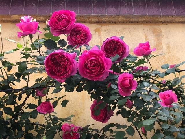  『入盛花期』夏天晒不死的4种“喜光花”，“一口气”能开半年，花量巨大