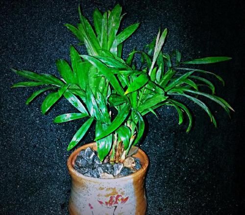  [叶子是比较]室内稀有的观叶植物，选这3种，别人家都没有！