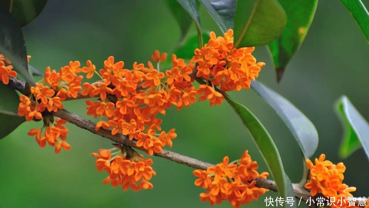 「民族特色」此花是吉祥和荣誉的象征，是民族特色和文化内涵