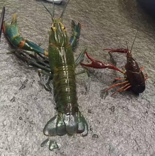  小龙虾@中国引进“淡水蓝虾”，一只可重达600克，或将代替小龙