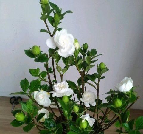 #浇水的原则#养花浇水十年功,新手学会“三点”,植物不缺水,不烂根。