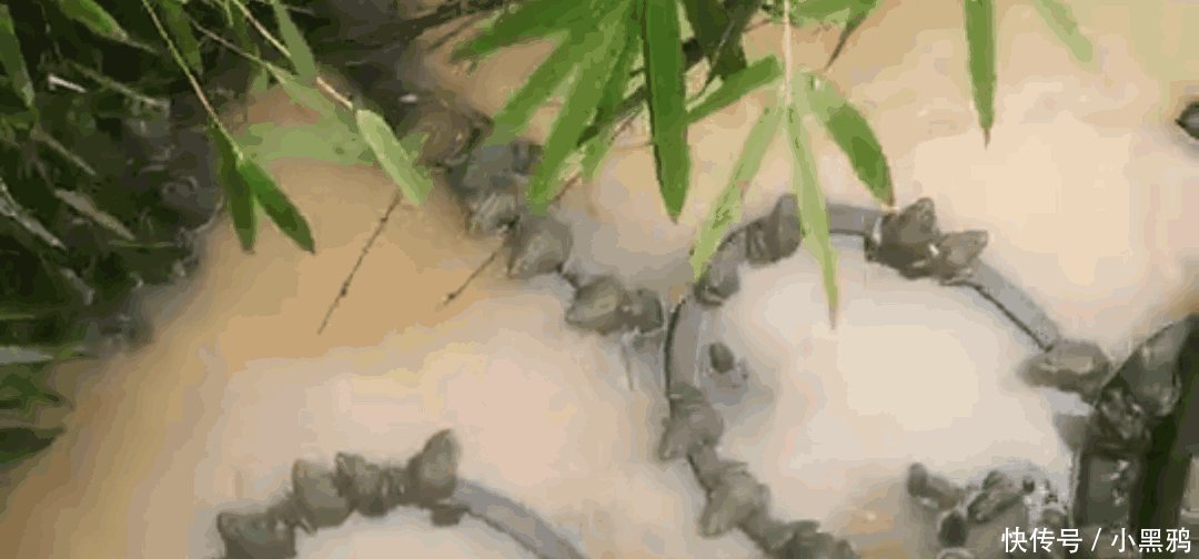 广东某地一河流出现大量青蛙