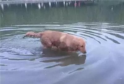 「爷爷生病」金毛在爷爷重病期间偷偷溜出去玩找到金毛后爷爷感动哭了