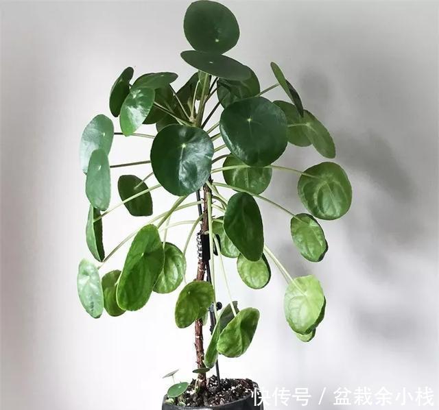 『路边』爆红的镜面草,中国没人要的路边花,国外竟然抢着种,可流行了
