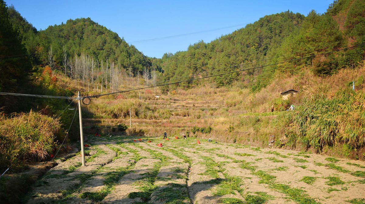  村民|村民租20亩田搞种植，吃住在山中，看邻居为啥笑得很开心