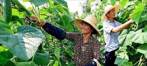  「麦秸」10年后，农村这3类人最先富起来了并摆脱“穷人命”，看