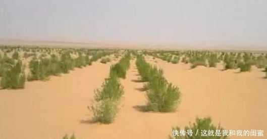 「梭梭树」仙人掌那么抗旱，为何蚂蚁森林却选还是用了梭梭树？